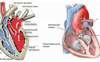 Сколько клапанов в сердце человека, их строение, функции, болезни