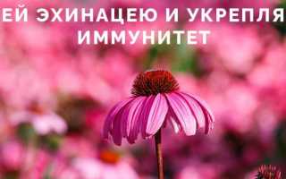 Почему нельзя принимать эхинацею при и туберкулезе
