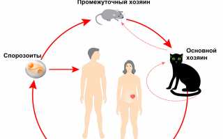 Вопрос о токсоплазмозе к инфекционисту
