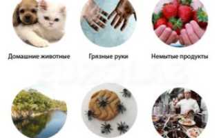Все плоские черви паразиты животных и человека