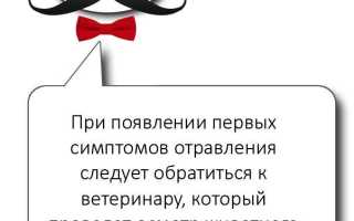 Что делать если кошка отравилась отравой от тараканов