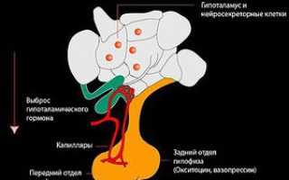 Гипоталамус, гипофиз и их гормоны